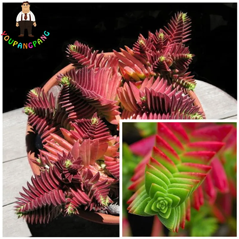 

100 Pcs Rare Exotic Succulent Cactus bonsai Crassula Capitella Thyrsiflora Red Pagoda Perennial Flowers Garden Free Shipping
