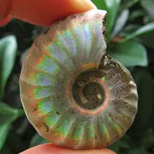 Rainbow! Natural conch Ammonite fossil specimens of Madagascar