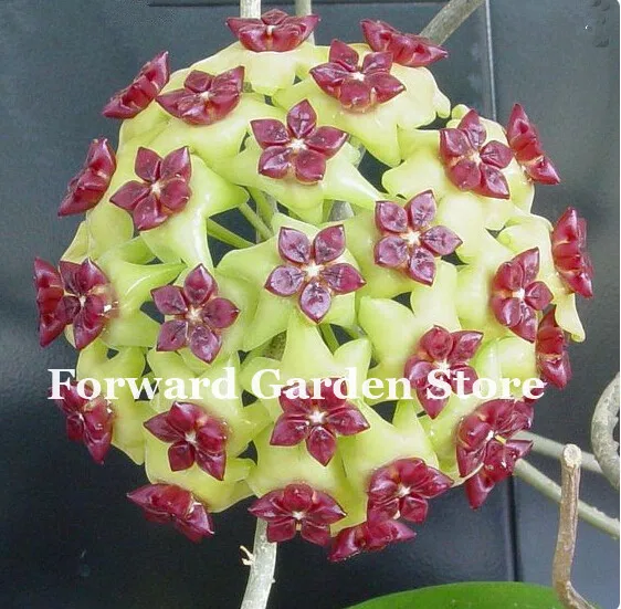 Hot ! 100 Pcs Rare Hoya Bonsai Flower For Home Garden, Ball Orchid Perennial Flowers Natural Growth For Garden Ornamental Plants