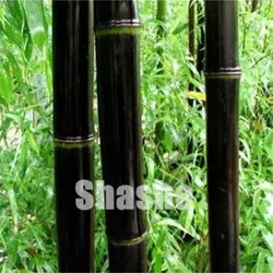 Огромный 50 шт черный бамбуковый бонсай гигантский филлостахис pubescens черный moso bamboo bonsais hardy-Giant