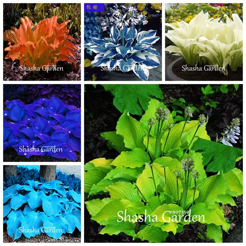 

Hot sale! 200 pcs Hosta fragrant plantain lily Bonsai Perennial Flower for home garden Ground Cover precious hosta pot plants