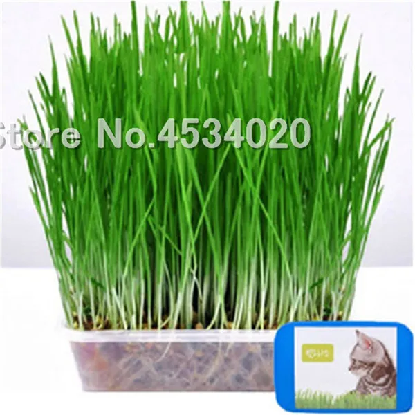 

500 Pcs Cat Grass Plant Herb Edible Lemongrass Home Garden Lovely Foliage Plant Bonsai Flower Easy Grow Decorative Landscaping