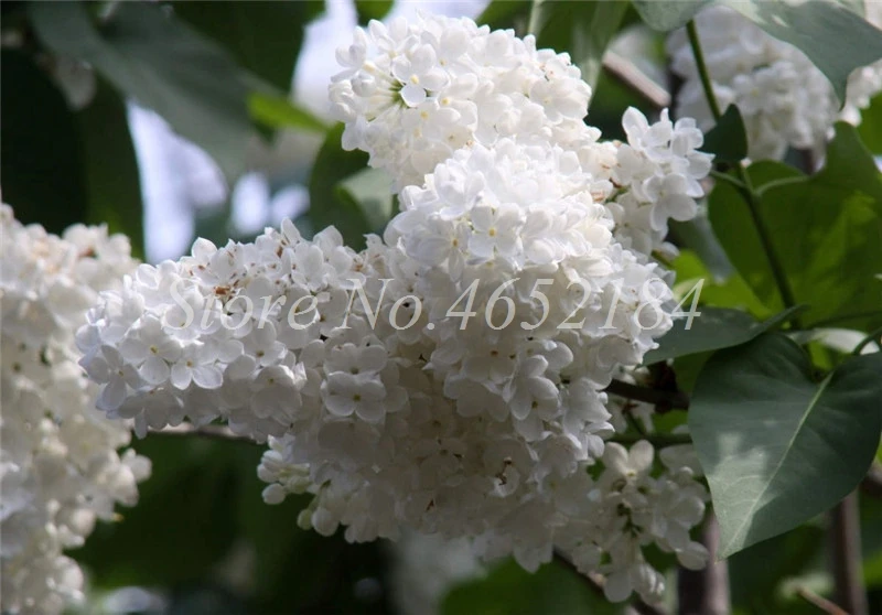 100 Pcs/Bag Bonsai Lilac Bonsai Japanese Lilac (Extremely Fragrant)Clove Flower Bonsai Lilac Trees Outdoor Plant for Home Garden
