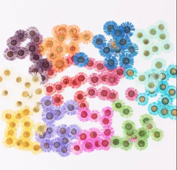 

120pcs Pressed Dried Erigeron Annuus Flower Plants Herbarium For Jewelry Postcard Phone Case Bookmark DIY
