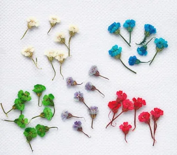 

120pcs Pessed Dried Achillea Millifolium Flower Plants Herbarium For Jewelry iPhone Phone Case Frame Bookmark Making Accessories