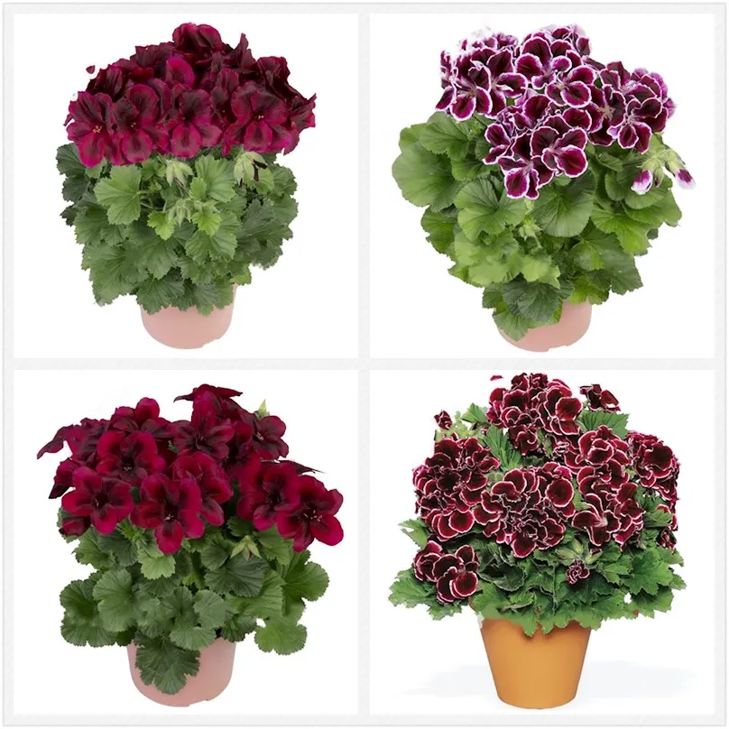 

20 Pcs Navy Blue Geranium Bonsai Plants Thailand Perennial Pelargonium Bright Bonsai Flower Home Garden Greenhouse Planting