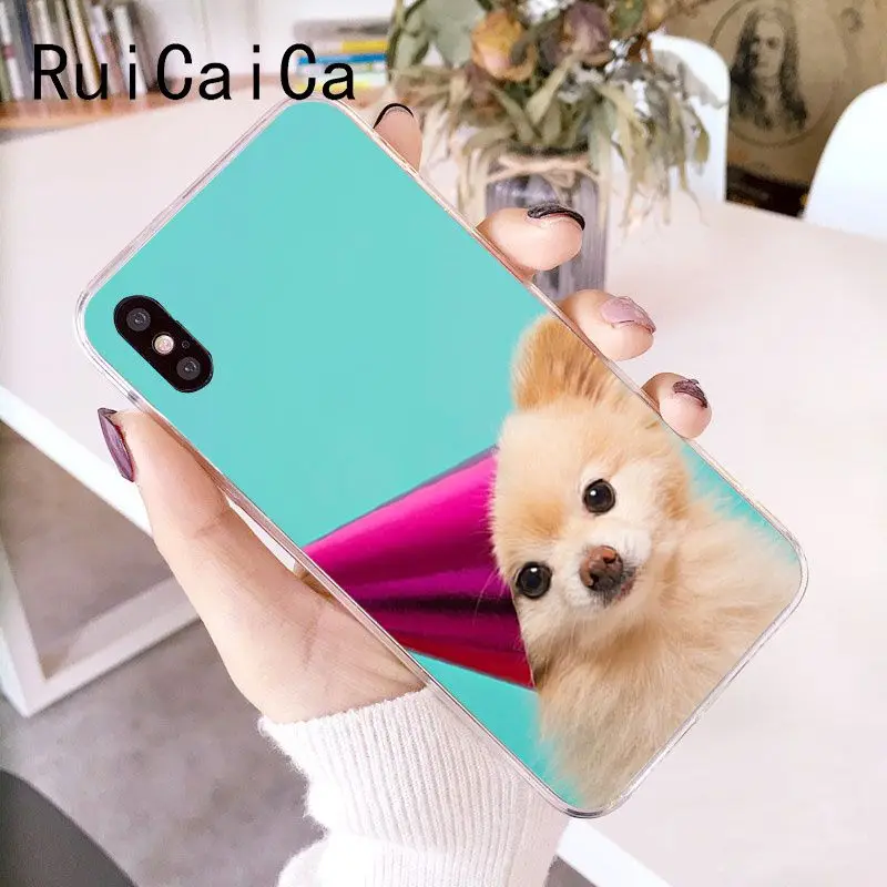 Pomeranian dogs dog