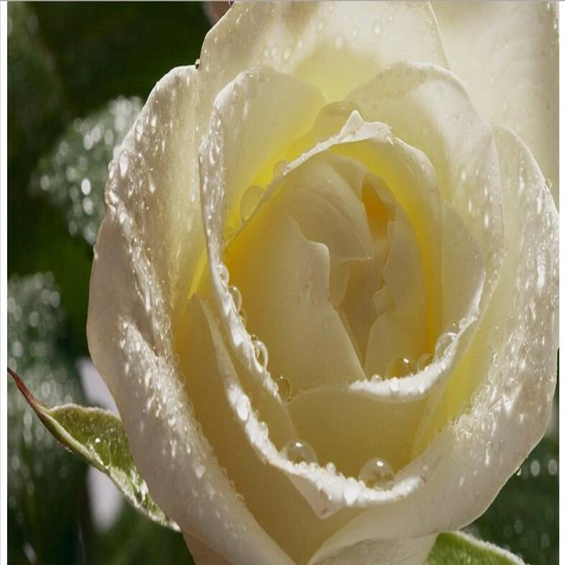 Featured image of post Aesthetic White Rose Background / Download this free photo about rose on a white background, and discover more than 7 million professional stock photos on freepik.