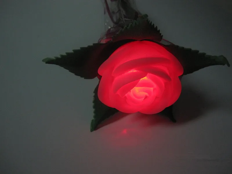 rose flower (4)
