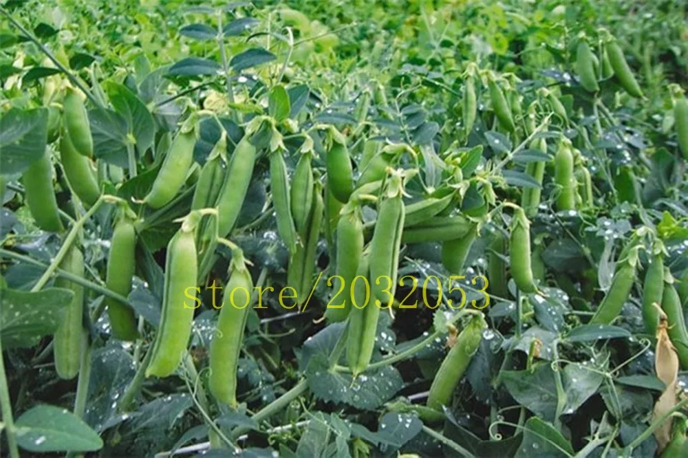 bonsai 20 pcs/bag bean Green Pea Alpha Vegetable for home garden bonsai 20 pcs/bag bean Green Pea Alpha Vegetable for home garden