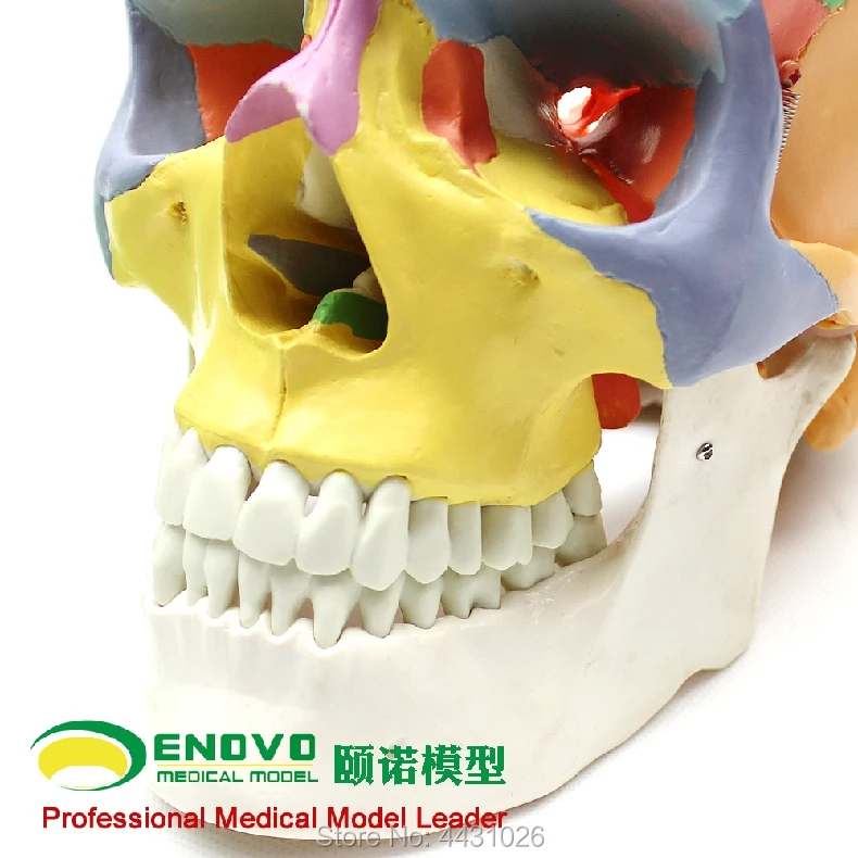 ENOVO медицинские человеческие. модель черепа 1:1 моделирование черепно челюстно-лицевой косметический всю голову модель