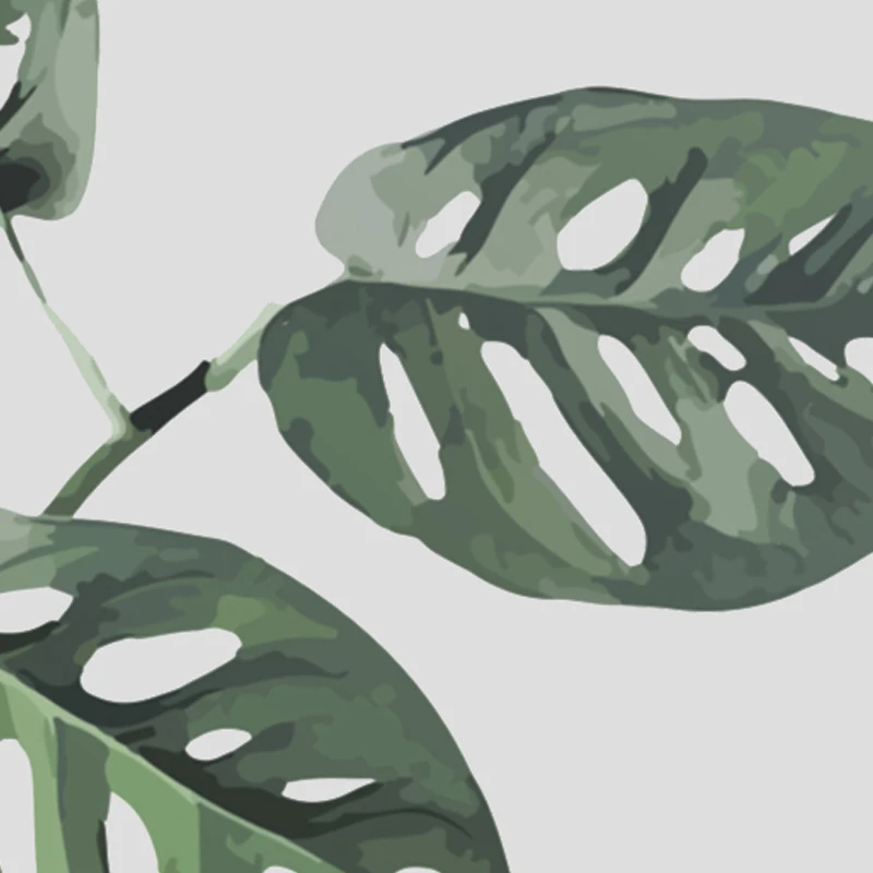 monstera_obliqua_3 - 