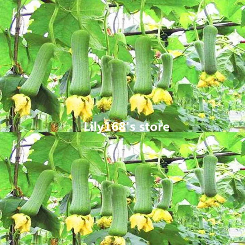 20 seeds/pack Green Vegetables Seeds Meat loofah seeds Organic melon