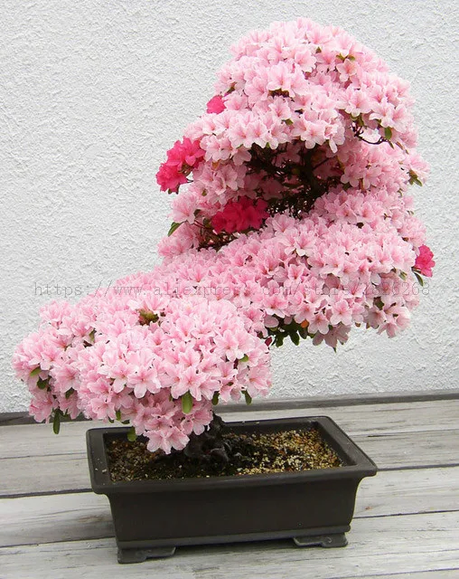 10 шт./упак. карликовые деревья дерево японская Сакура растение редкие японские вишневые цветы в карликовые деревья для цветы для дома и