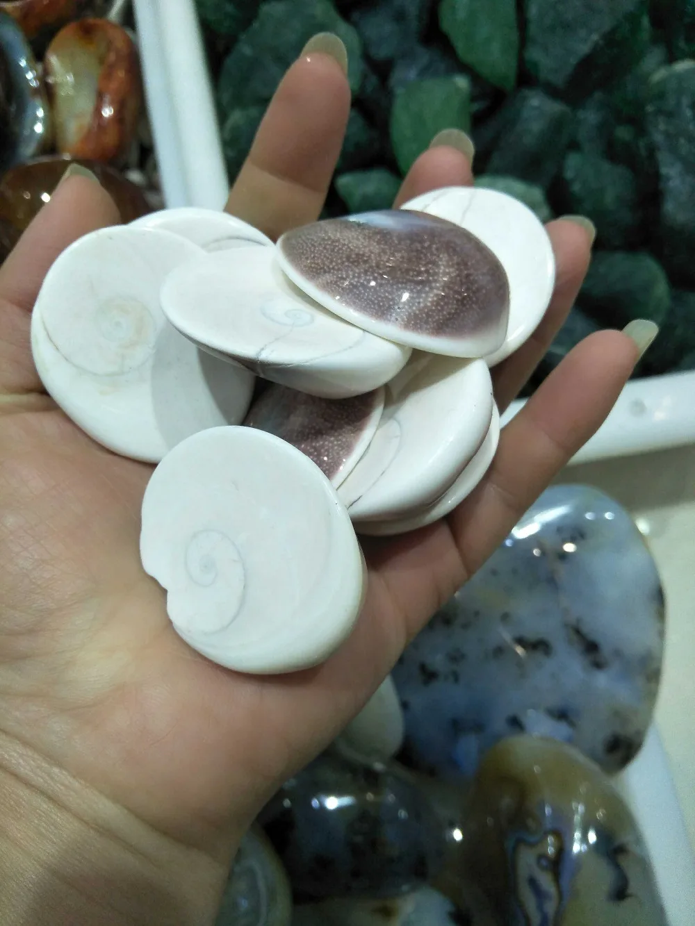 1/4lb природные Seashell образцы Исцеление