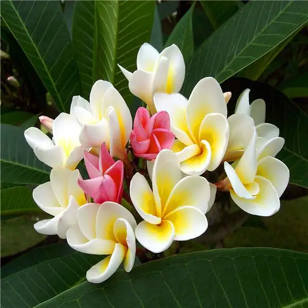 Bonsai 300 Pcs Plumeria Frangipani Hawaiian Lei Flower Exotic Egg