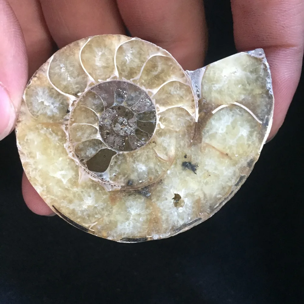 

FSS55(57g) 2018 Hot Sale Natural Fossil Ammonite Minerals Stone sfera di cristallo feng shui Healing Reiki crystals.
