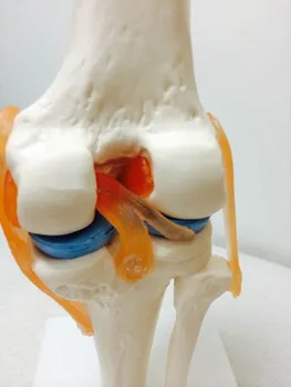 

Human knee skeleton model functional knee joint model ligament movable life size