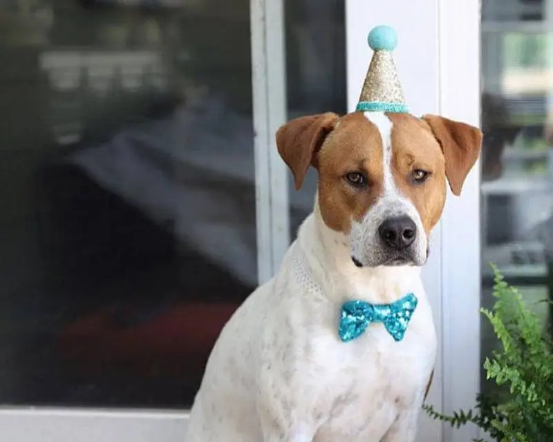

Dog Hat Pet Neck Tie Birthday Party Decorative Costume For Small Dogs Best Gift For Dog Comfortable Dog Accessories