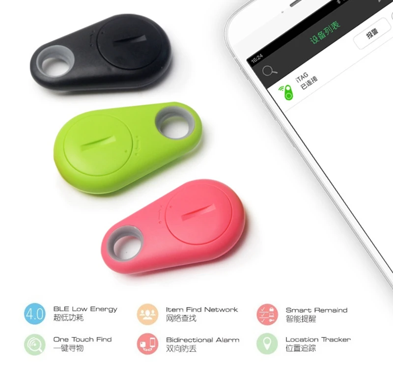 purebred blue heeler