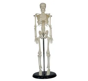 

human body 85cm human skeleton model ossuary human skeleton model skull model