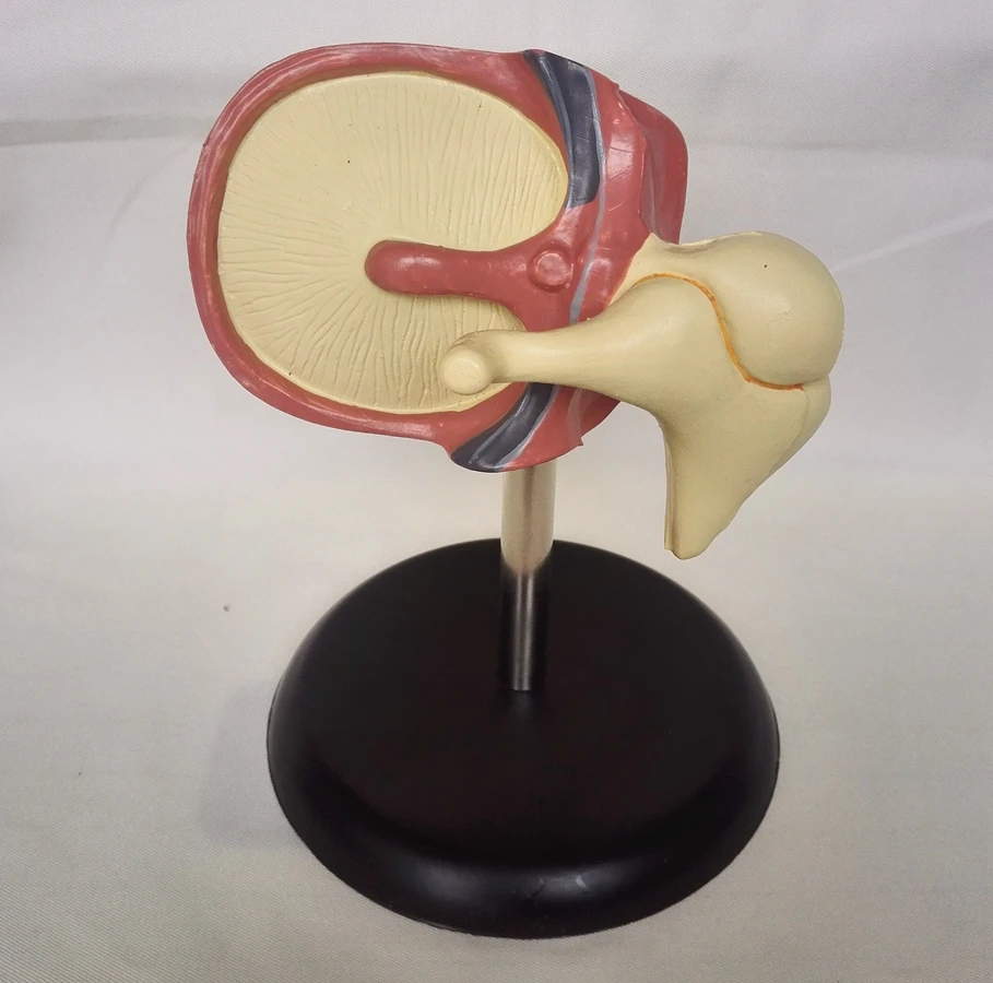 Человеческая Улитка увеличенная модель Cochlear Анатомия внутренний ушной лабиринт манекен для медицинского обучения модель медицинских органов учебная поставка