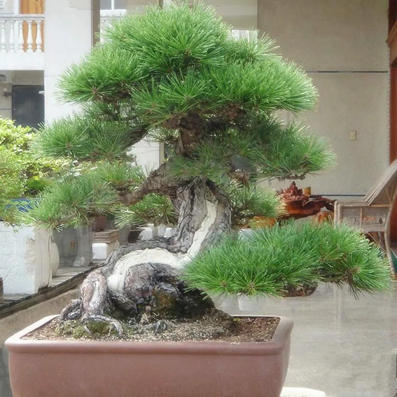 Pine Tree bonsai, Potted bonsai Pinus Landscape bonsai For Home&Garden,Teach you how to grow 20pcs/pack Pine Tree bonsai, Potted bonsai Pinus Landscape bonsai For Home&Garden,Teach you how to grow 20pcs/pack