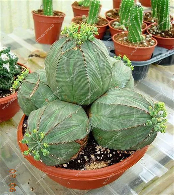 200 шт редкий микс суккулентов камень цветок литопс бонсай дерево Крытый lophophora plantas para jardin для украшения сада 200 шт редкий микс суккулентов камень цветок литопс бонсай дерево Крытый lophophora plantas para jardin для украшения сада