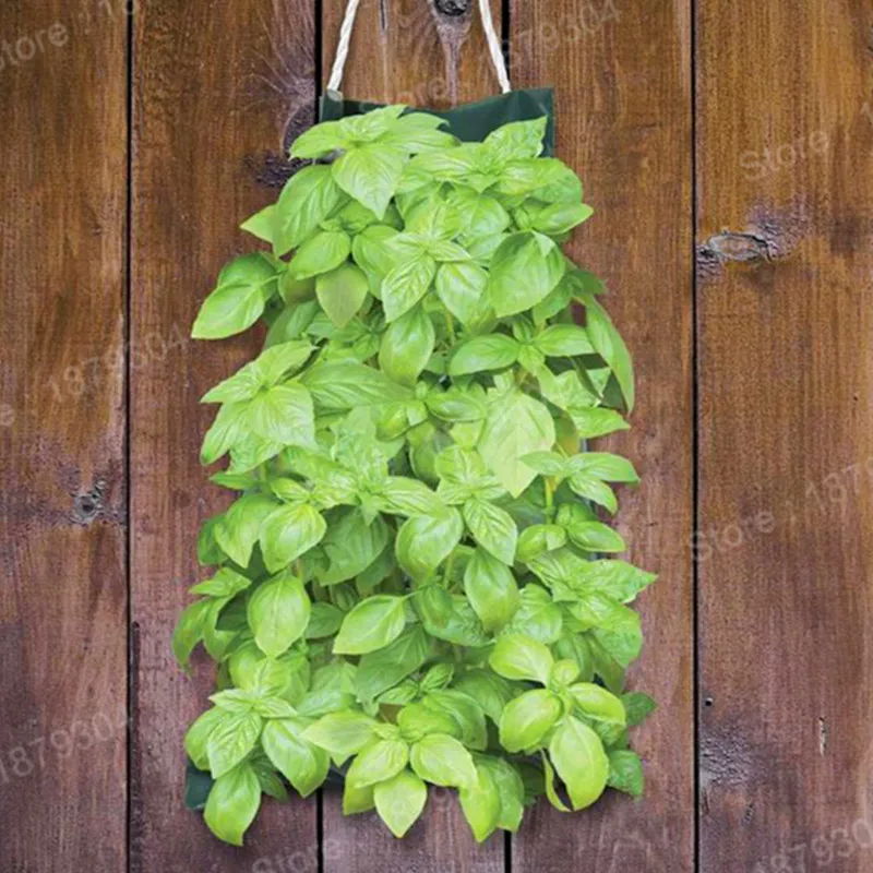 300pcs/bag Large Leaf Basil flores green fresh ocimum vegetable plantas Spices Aromatic Herb plante Bonsai Garden Plants Flower 300pcs/bag Large Leaf Basil flores green fresh ocimum vegetable plantas Spices Aromatic Herb plante Bonsai Garden Plants Flower