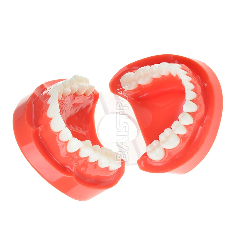 Стоматологический протез Зубы Модель челюсти Стандартный типодонт демонстрация протез обучающая модель стоматолога симулятор техник инструменты