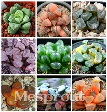 Potted Succulents Fleshy Shining Green Plants Haworthia Cooperi Yulu Truncata Flower Seed Lithops Pseudotruncatella seeds 100pcs