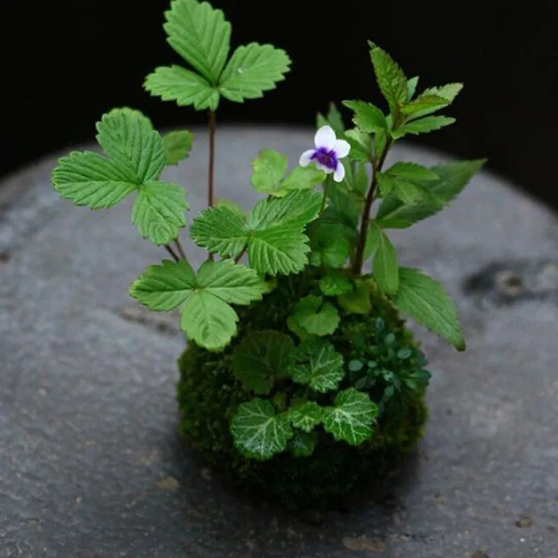 Natural Moss Ball BONSAI Green Sphagnum Moss Substrate Moss Bonsai Decorative Flowers & Wreaths For Garden House Balcony Natural Moss Ball BONSAI Green Sphagnum Moss Substrate Moss Bonsai Decorative Flowers & Wreaths For Garden House Balcony