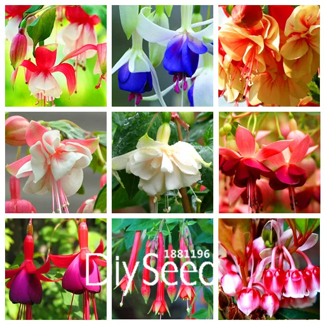 Big Sale!100 PCS/Pack Unique Red Fuchsia Perennial Flower Seeds Potted