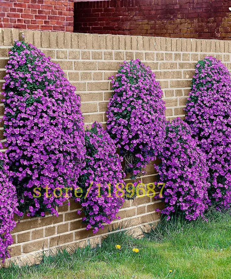

100 pcs Rock Cress Aubrieta Cascade Purple Flower Seeds, best ground cover plant seeds for DIY home garden