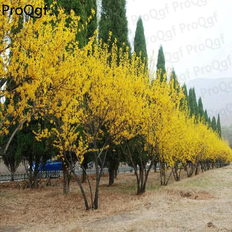 

Prodgf 1 Set Forsythia suspensa Mimosa sepiaria Chionanthus retusus