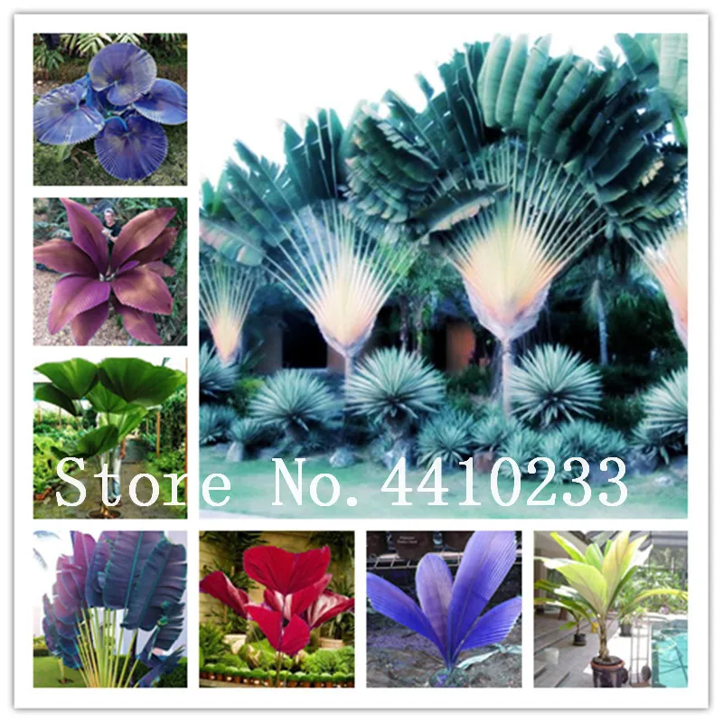 

50 Pcs Japan Tail Palm Tree Bonsai Cycas Indoor Drawf Sago Palm Tree Flower Evergreen Plant For Home Garden Pot Decor Easy Grow