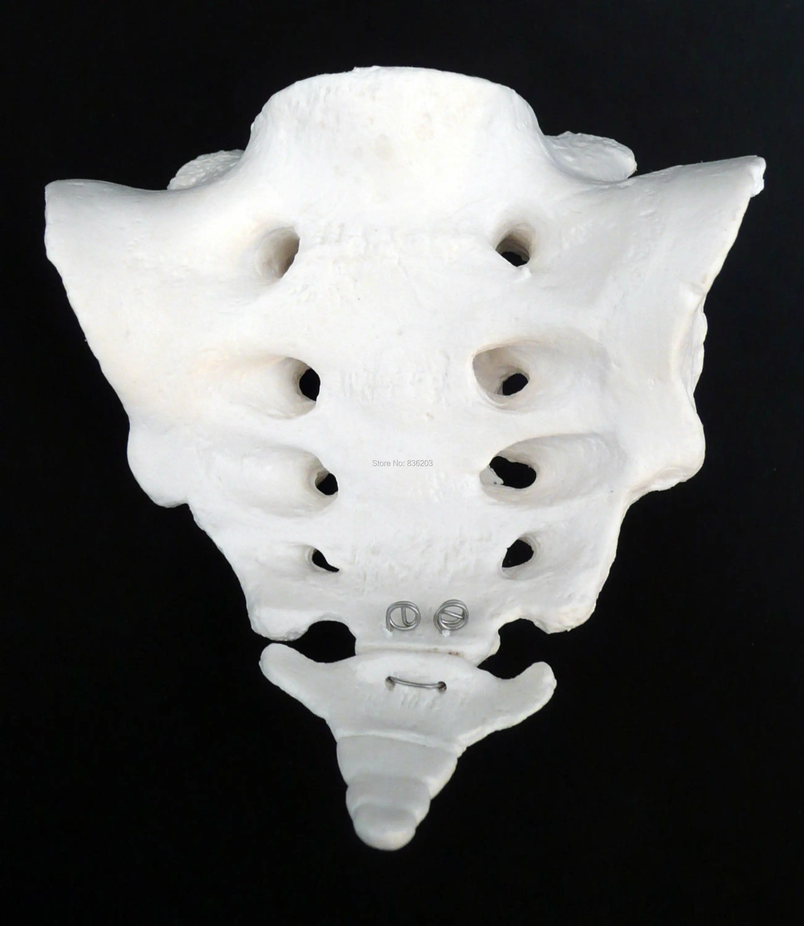 крестцовая кость на скелете. крестец. бугристость крестцовой кости. крестец кость. скелет крестца.