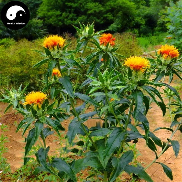buy carthami semente 200pcs plant carthamus tinctorius for safflower safflower plant