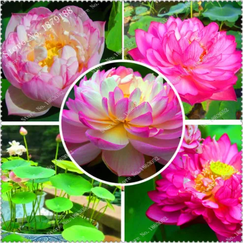 buy lotus pot and