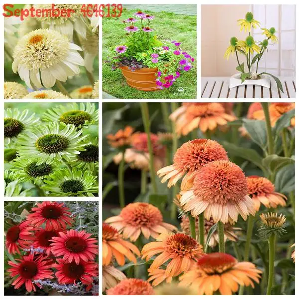 

100 Pcs Rare Colour Echinacea Purpurea Bonsai ,Ratibida Coneflower Showy Much-Doubled Yellow Flower Heads Garden-Land Coneflower