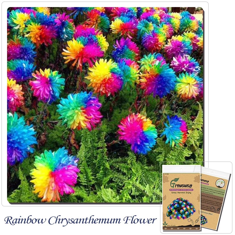 120pcs/ rainbow Chrysanthemum Flower seeds china also is Himalayan orchid seeds flower seeds for