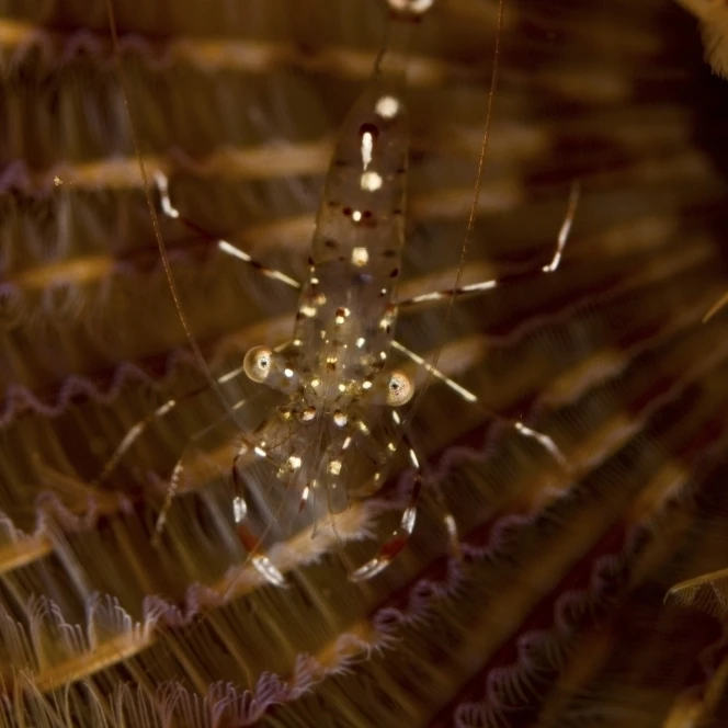 Cleaner shrimp on christmas tree worm  Sulawesi  Indonesia Poster Print (11 x 17)