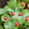 Abricot 10 pièces/lot, Mini coccinelles mignonnes, Miniatures de jardin, Micro paysage artificiel, fait à la main ► Photo 1/6