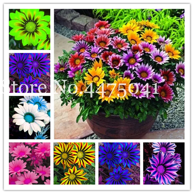 

100 Pcs Gorgeous Gazania Rigens Bonsai, Rare Beautiful Flower Plant Popular Africa Bonsai For Diy Home Garden Supplies Bonsai
