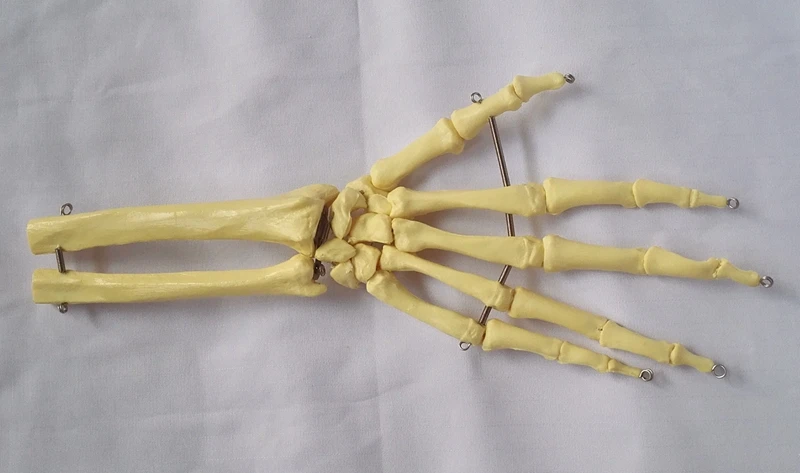 Человеческий скелет Ulnar Humerus ручной шарнир медицинская модель скелета обучающая модель игрушки биология анатомическая модель