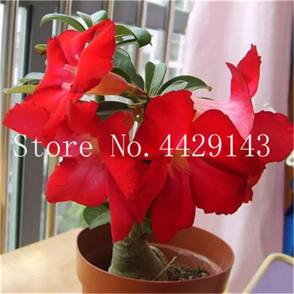 100 prawdziwa pustynia Róża Bonsai rośliny ozdobne balkon Bonsai doniczkowa kwiaty Drawf Adenium Obesum Bonsai-1 cząstki partia tanie i dobre opinie DIY roślina doniczkowa Kwitnące rośliny Roczne Mini duże małe średnie Wykluczone Bardzo proste Balkonem Wiosna 100 prawdziwa pustynia Róża Bonsai rośliny ozdobne balkon Bonsai doniczkowa kwiaty Drawf Adenium Obesum Bonsai-1 cząstki partia tanie i dobre opinie DIY roślina doniczkowa Kwitnące rośliny Roczne Mini duże małe średnie Wykluczone Bardzo proste Balkonem Wiosna