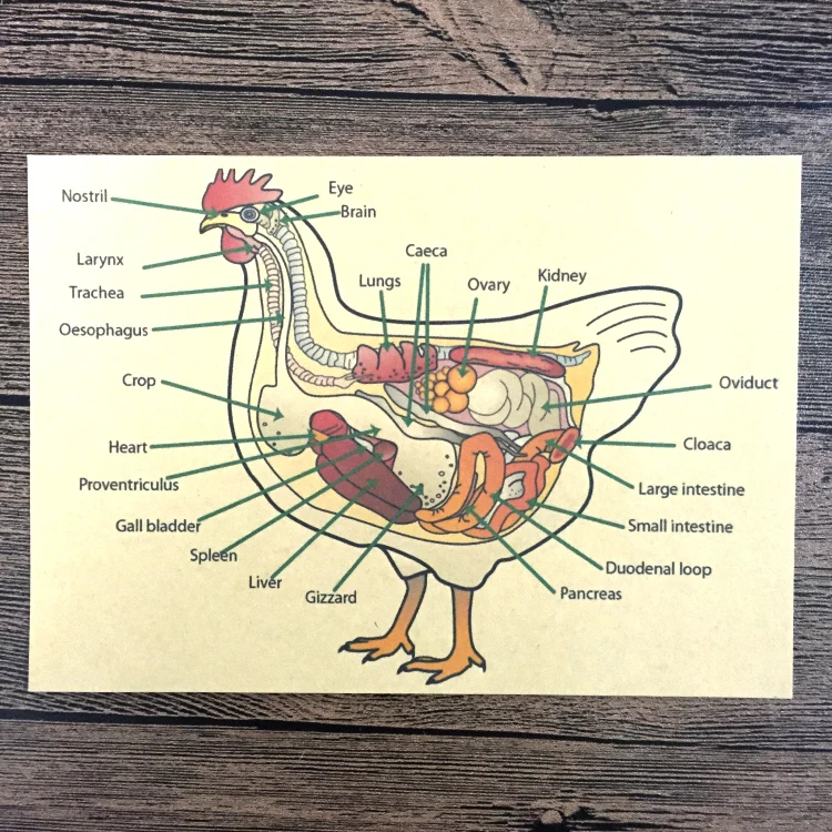 Chicken Chart