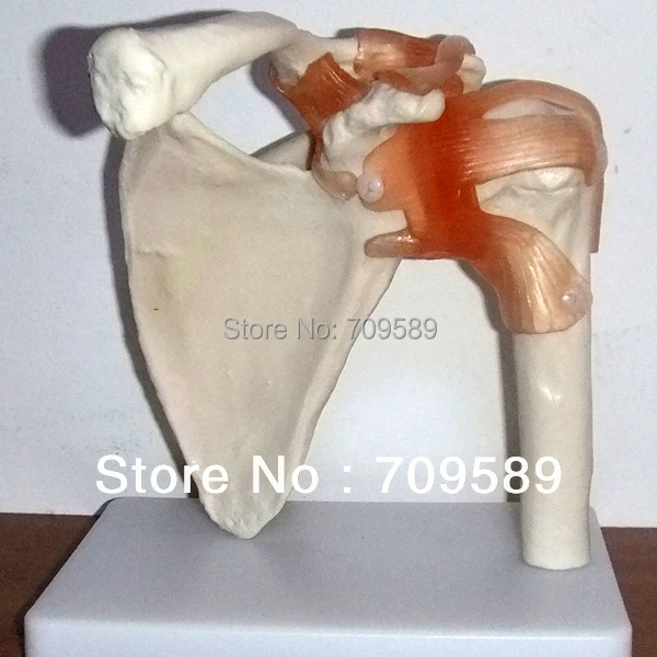 Buy ISO Flexible shoulder Joint Model, Anatomical