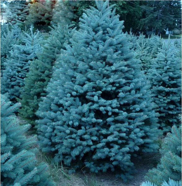 Popular Live Pine TreesBuy Cheap Live Pine Trees lots from China Live