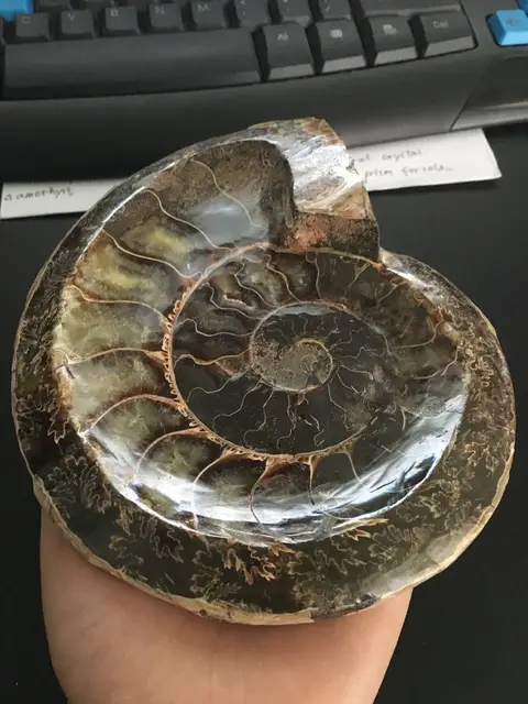 Best Price 650g natural ammonite shell fossil unique ashtray from madagascar Best Price 650g natural ammonite shell fossil unique ashtray from madagascar
